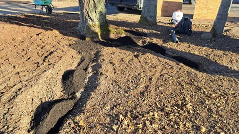 Air spade excavation exposing the root zone of mature trees.