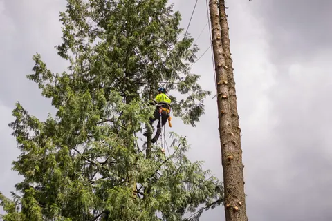 Arborist climbing a conifer for a sectional removal.