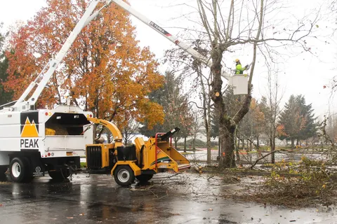 Crew performing crown reduction with bucket truck and chipper in wet weather.