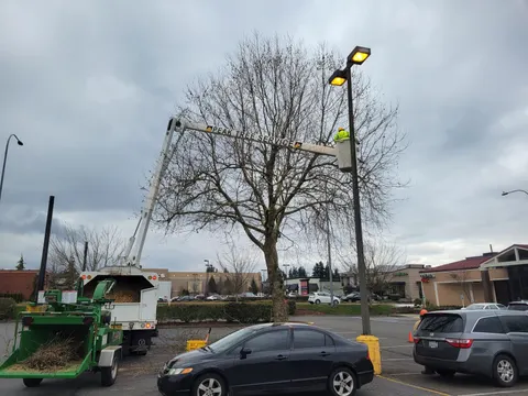 Bucket operator pruning a tree in a parking lot with chipper staged.