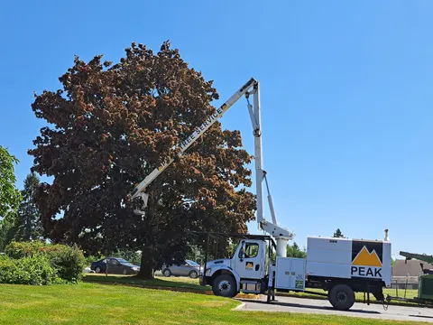 Aerial lift pruning a mature copper beech on a commercial property.