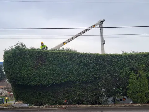 Crew trimming a large laurel hedge from a boom lift.