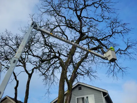 Bucket truck operator pruning an oak at a multifamily property.