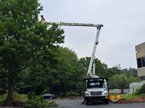 Bucket truck pruning a large tree at an office park.