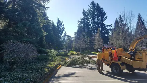 Crew chipping branches and cleaning up a landscape drive.