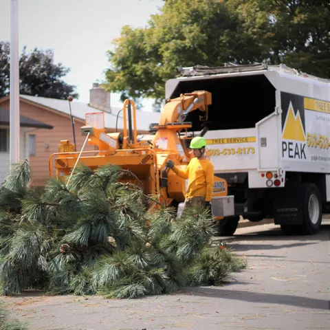 Chipper operator feeding pine branches from a removal.