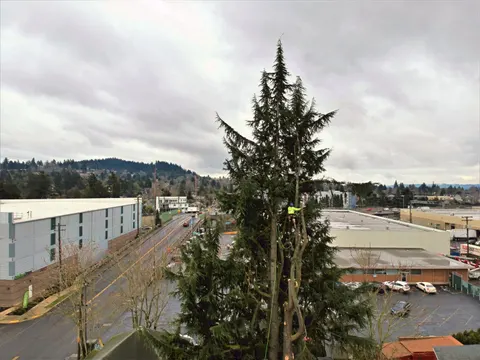 Climber removing a conifer next to commercial buildings.