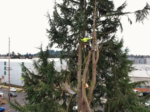 Climber working a conifer top with rigging.