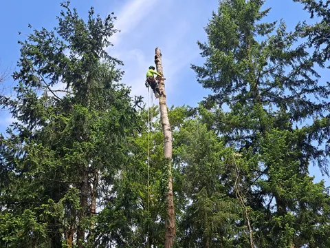 Peak Tree Specialists climber removing a conifer in sections from the top down.