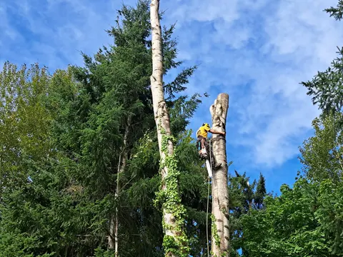 Climber on rope removing a tall cottonwood in sections.