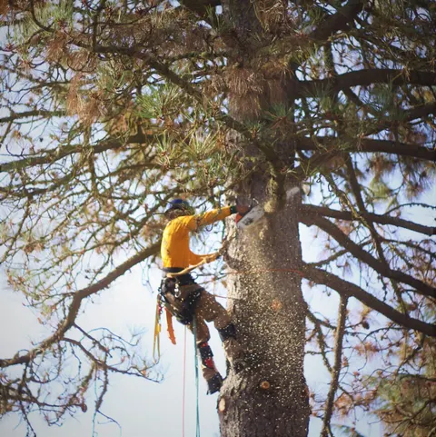Climber cutting a pine with a chainsaw, fully harnessed.
