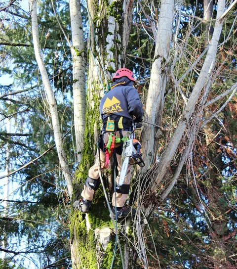 Peak climber pruning a poplar, helmet and harness on.