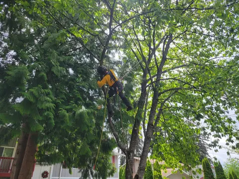 Climber rigging a deciduous tree canopy.