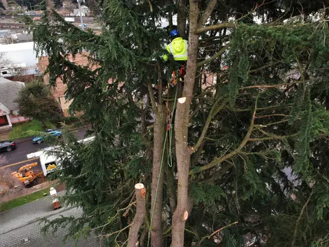 Climber in the canopy with ground crew and chipper below.