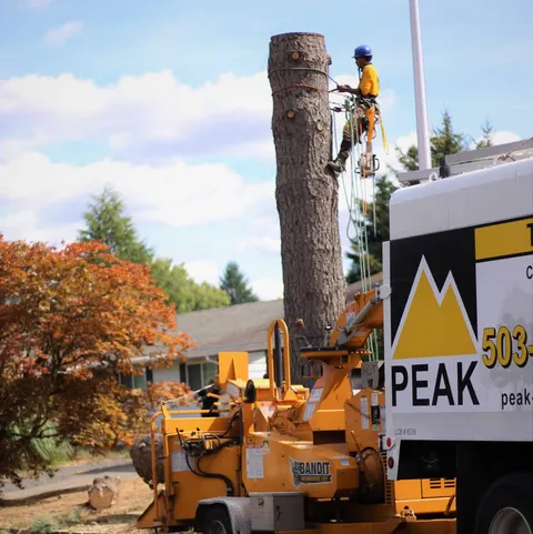 Climber on a spar above a Peak chipper and truck.