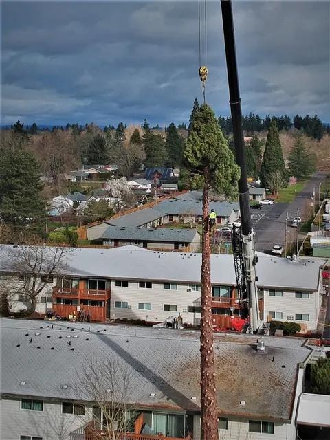 Crane assisted tree removal beside multifamily buildings.