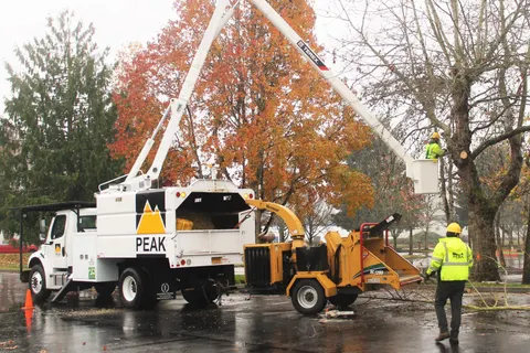 Hi vis ground crew member with chipper while a bucket operator prunes above.