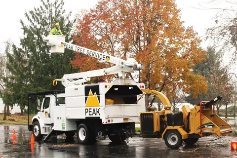 Peak bucket truck and chipper set up with cones for an evergreen pruning.