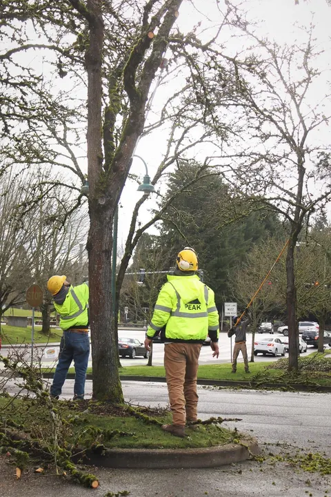 Two hi vis crew members pruning a parking island tree with a pole saw.