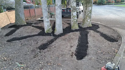 Radial trenches backfilled with compost around mature trees.