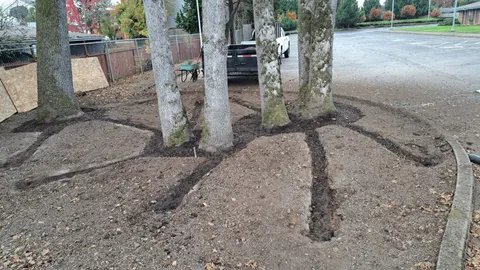 Radial trenches around a group of trees in a parking island.