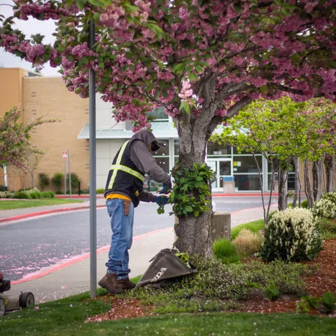 Technician removing suckers from the base of a flowering cherry at a commercial entry.