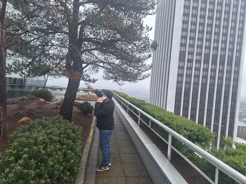 Arborist inspecting a pine on a rooftop garden.