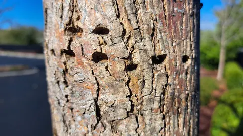 Sapsucker damage on tree bark.
