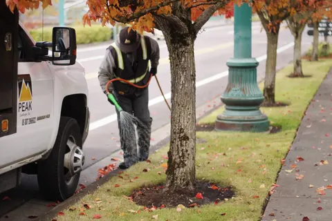Technician applying treatment around a street tree.