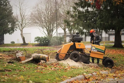 Stump grinder removing a stump on a commercial lawn.