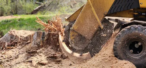 Close up of a stump grinder cutting wheel and chips.