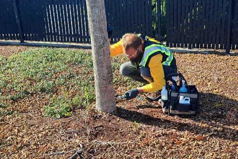 Plant health care technician applying a soil treatment at a tree trunk base.