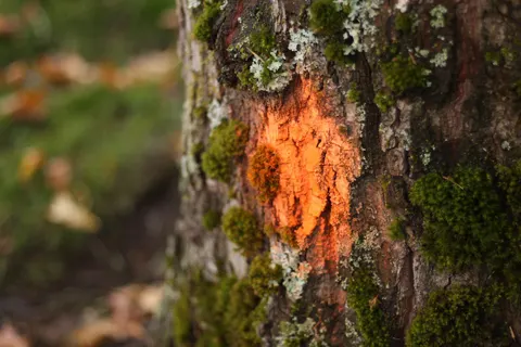 Fresh trunk wound with exposed wood and moss on mature bark.
