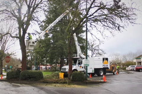 Two bucket crews pruning trees at a commercial parking area with cones set.